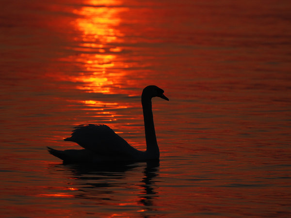 Sonnenuntergänge — Foto 21